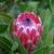 LANDSCAPE DESIGN • CONSULTING • WHOLESALE PLANT FURNISHING 17 thumbnail