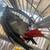 African Grey parrot adult, wild not tamed, about 20 years old 3 thumbnail