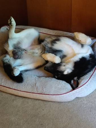 Husky en adopción (Kent)63443593177475121