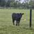 2 angus heifers! 2 thumbnail