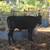 Cattle/ Bull, Steer Calves @@@@@@@@@@@@@@@@@@ 3 thumbnail