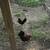 BB Reds bantam 1 thumbnail