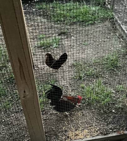 BB Reds bantam 1