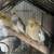 Cacatúa 3 thumbnail