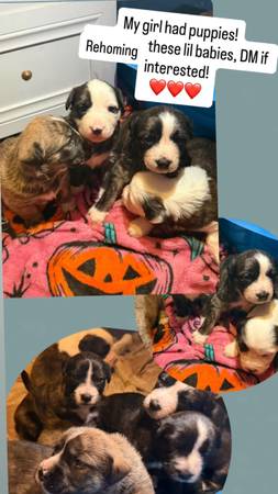 Puppies🐶🐾 Need to be Rehomed🏡 1