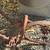 Antique garden, rolling garden tool, yard art 2 thumbnail