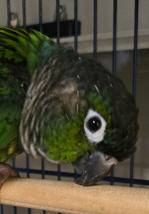 Found GreenCheek Conure 12-01-25 Seminole, FL (Seminole, FL)64679410286211120