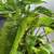 Pow Wow Wild Berry Coneflower Plants 4 thumbnail
