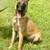 Belgian Malinois dogs 1 thumbnail