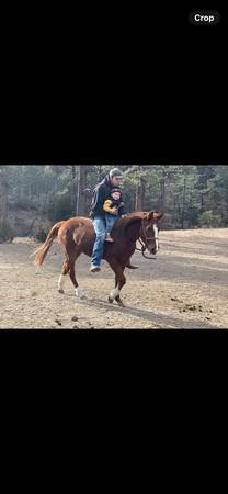 Penny two year old filly 1