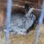 New Zealand rabbits babies 5 thumbnail