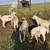 Anatolian Livestock Guardian Dogs 2 thumbnail