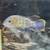 Cichlids! Fish tanks,aquarium,drilled with sump,purple tang 10 thumbnail