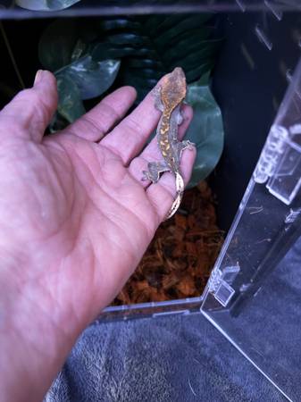 Crested geckos 1