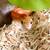 Corn snake with everything 1 thumbnail