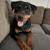 Rottweiler 3 thumbnail
