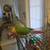 Yellowsided Greencheek Conure & Like New Cage---Talks 10 thumbnail