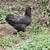 Americana Pullets 5 thumbnail
