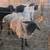 Suffolk ewe 2 thumbnail