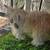 Fainting Goats, Tiny Mini Silkys 8 thumbnail