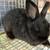 Rabbits 4 thumbnail