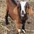 Tri-Color Boer/Kiko Buckling Goat 1 thumbnail
