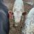 3 calves 4 thumbnail