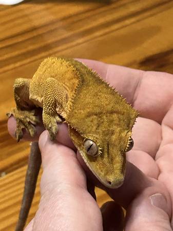 Male Red Phantom Crested Gecko From Pangea (Grayson)63739476505217124