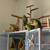 Conures 1 thumbnail