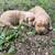 Goldendoodle 4 thumbnail
