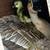 Guardian Geese 1 thumbnail
