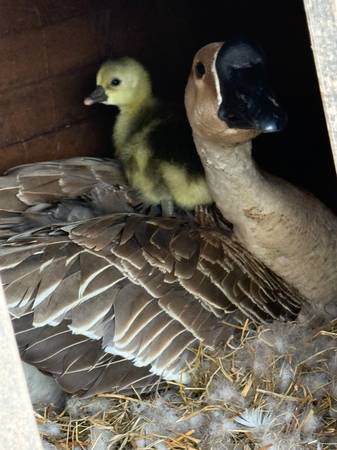 Guardian Geese 1