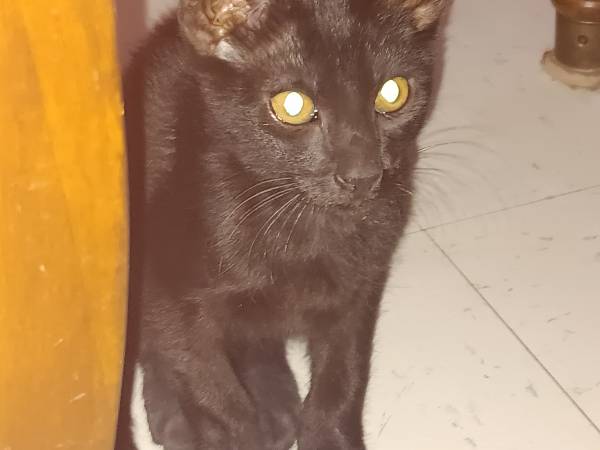 Kittens 1