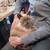 Siamese kittens 14 thumbnail
