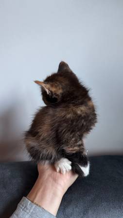 Kittens (Bothell)64032357045507122