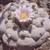 PEYOTE LOPHOPHORA WILLIAMSII SEEDS 1 thumbnail