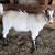 Pygmy goats 2 thumbnail