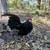 Bantam rosecomb rooster, black 2 thumbnail