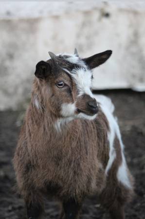 Mini Silky Doeling 1