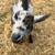ADGA registrable twin doeling and buckling (blue eyed with moon spots! 3 thumbnail