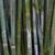 Bamboo Plants for Privacy ~ Expert Advice ~ Delivery Available 23 thumbnail