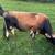 Registered mid-size mini jersey bull 2 thumbnail