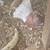 Pigeons 2 thumbnail