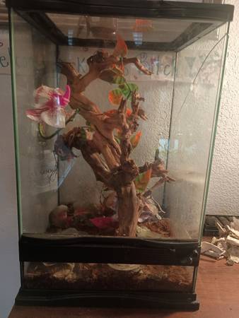 Gecko crestado (Marysville)63826637456387123
