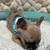 Merle Frenchie 9 thumbnail