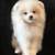 Cream Pomeranian Puppy 2 thumbnail