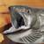 TAXIDERMY KING SALMON (CHINOOK)w/21 x 48 PROFESSIONAL TAXIDERMY PLAQUE 10 thumbnail