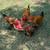 Assorted Bantam Roosters 3 thumbnail