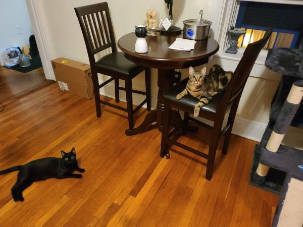$1,225 / 2br - Roommate needed for Sunny 2BR Condo in Allston (Allston)63690793363457124