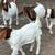Boer Bucklings 1 thumbnail